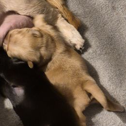 No name - Cream and white female Shih Tzu puppy in Shinnston, West Virginia from Melissa's World of Shih Tzus