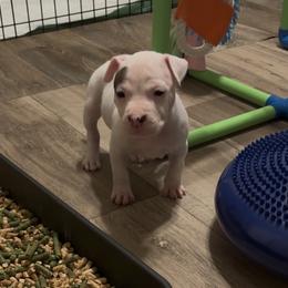 Aurora - White female American Staffordshire Terrier puppy in Lizella, Georgia from Àine Amstaffs