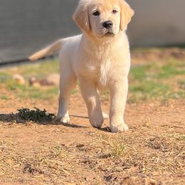 Golden Retriever Puppies from Bear State Golden Retrievers