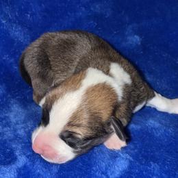 Bugs - Sable male Pembroke Welsh Corgi puppy in Godley, Texas from Bradley Kennels