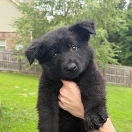 Purple - Black female German Shepherd puppy in Tennessee from Chattanooga Tn German Shepherds