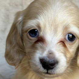 Piglet - Red Dachshund puppy in Bluff City, Tennessee from Sidanelv Dachshunds