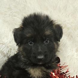 Mr Blue - Black and red male German Shepherd puppy in Newaygo, Michigan from Sterley Shepherds