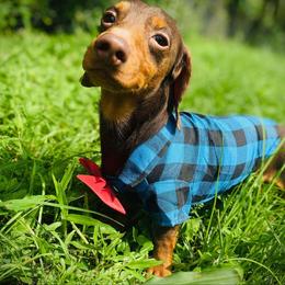 Cappuccino - Dachshund