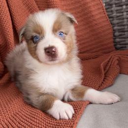 Cedar - Red merle male Australian Shepherd puppy in Oxford, Florida from SoCo Aussies