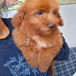Maisy - Apricot female Goldendoodle puppy in Milwaukwe, Wisconsin from Wisconsin Doodles