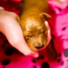 Goldendoodle Puppies from Mini Goldendoodles
