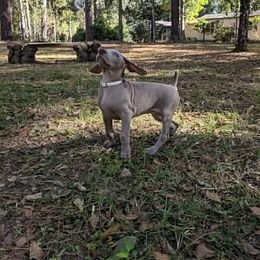 Weimaraner Puppies from Greyborn Weimaraners