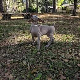 Weimaraner Puppies from Greyborn Weimaraners