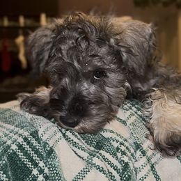 Georgie - Black and silver male Miniature Schnauzer puppy in Akeley, Minnesota from Great Northern Schnauzers