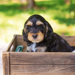 Cockapoo Puppies from Magnolia Hill Doodles