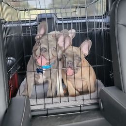 French Bulldog puppies from Roll Tide French Bulldogs