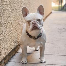 French Bulldogs from Furious Frenchies
