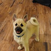 Norwegian Buhund Puppies from Cloudpointe Kennels