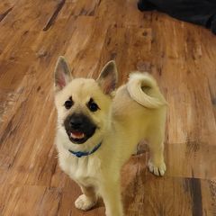 Norwegian Buhund Puppies from Cloudpointe Kennels