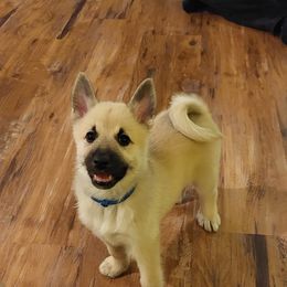 Norwegian Buhund Puppies from Cloudpointe Kennels