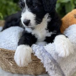 Aussiedoodle and Australian Shepherd Puppies from Sugar Creek Oodles