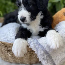 Aussiedoodle and Australian Shepherd Puppies from Sugar Creek Oodles