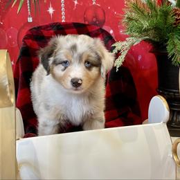 Murphy- Black - Blue merle male Australian Shepherd puppy in Hayward, California from Grissom’s Aussies