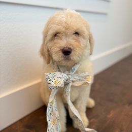 Rafaello - Goldendoodle puppy from Silver Hill Farm