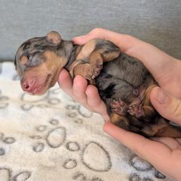 Basset Hound and Dachshund Puppies from Floppy Eared Friends Miniature Dachshund and  Bassett Hounds