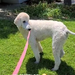 Jude - Poodle