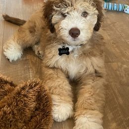 Aussiedoodles and Bordoodles from Texas Made Doodles