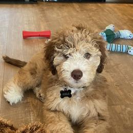 Aussiedoodles and Bordoodles from Texas Made Doodles