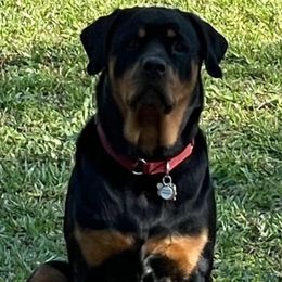 Dakota - Rottweiler