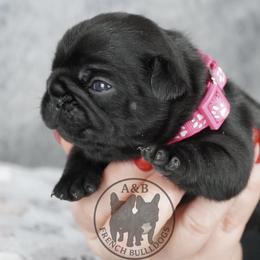 EVE - Black female French Bulldog puppy in Schaumburg, Illinois from A & B French Bulldogs