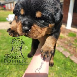 Rottweiler Puppies from Hardy Rotties