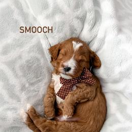 Smooch - Red  male Goldendoodle puppy in Farmington, Utah from Happy Day Doodles