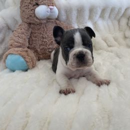 French Bulldog Puppies from Happy French Bulldogs