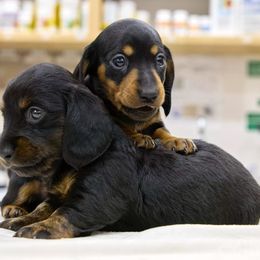 Dachshunds from Halle's Ground Hounds