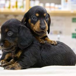 Dachshunds from Halle's Ground Hounds