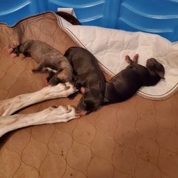 Whippet Puppies from Clarriott Whippets