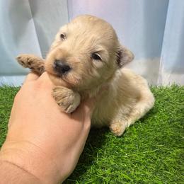 Moose - Wheaten male Miniature Schnauzer puppy in Lufkin, Texas from C&K’s Schnauzer House
