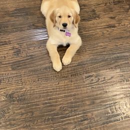 Golden Retriever Puppies from Rangel’s Adorable Golden Retrievers of Dallas Texas