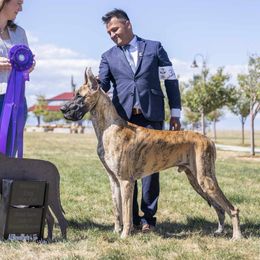 Cuaron - Great Dane