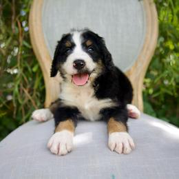 Matilda (Magenta) - Tri-color female Bernedoodle puppy in Queen Creek, Arizona from Dulcito Doodles