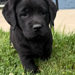 Girl 4 - Black female Labrador Retriever puppy in Medford, Oregon from Valley View English Labs