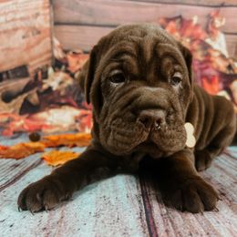 Chinese Shar-Pei and Companion Cross Puppies from Mini Hippo Land