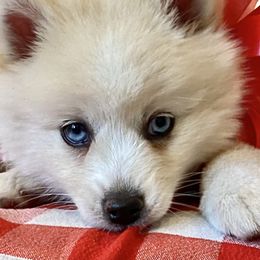 Pomeranians and Pomskies from High Quality Pomeranians
