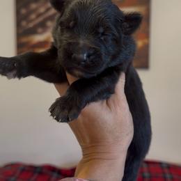 Boy - Black male German Shepherd puppy in Twin Lake, Michigan from Drago Team ~ Michigan