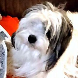 Cookie - Lhasa Apso