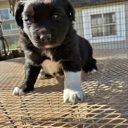 Buddy - Black & white male Australian Shepherd puppy in Chatsworth, California from AlwaysAussies