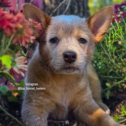 (Pink) Billie - Red speckled female Australian Cattle Dog puppy in Burleson, Texas from Bluebonnet Heelers