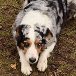 Aussiedoodles and Australian Shepherds from The Highland Shepherds & Doodles