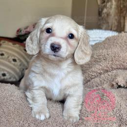 Ella - Cream female Dachshund puppy in Hornbeck, Louisiana from A&Z Mini Dachshunds
