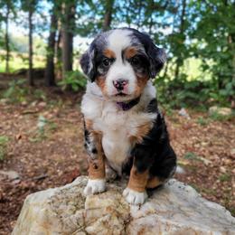 Ivy - Blue merle female Bernedoodle puppy in Narvon, Pennsylvania from Beartown Doodles